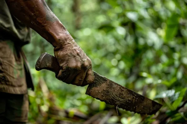 22El Machete en la Silvicultura Pasado Presente y Futuro22