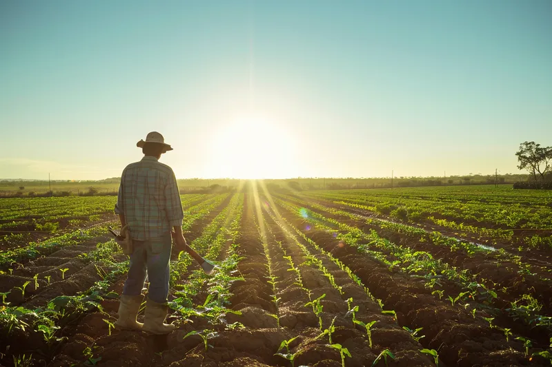 El Machete y la Gestion del Agua en la Agricultura Practicas y Consejos