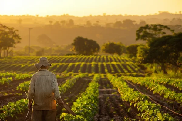 Machetes y Agricultura Sostenible Como Contribuyen al Medio Ambiente